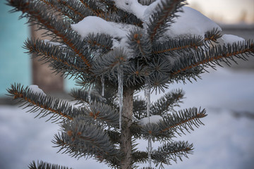 Close up Pine Tree Branches covered with snow with icicles.