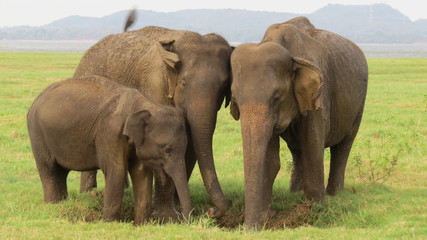 Fototapeta na wymiar Elephant family in Minneriya national park