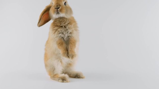 Brown rabbit, stands up on two legs, sniffing, licking lips, walks away to the right, isolated on white background