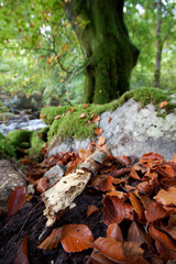 Obraz premium Autumn 