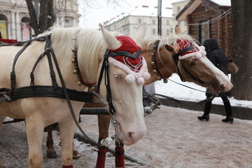 Young albino horse with black halter in winter the street. Nobody in the street 