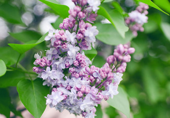 Branch of lilac