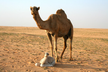 Camel animals from Saudi Arabia