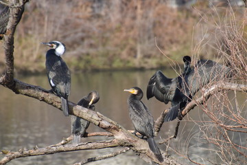 Great cormorants sitting on n tree.