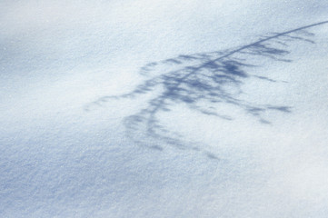 shadow of the field plant in the snow