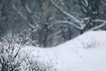 winter landscape. it snows in the woods in winter. branches of trees and bushes under the snow