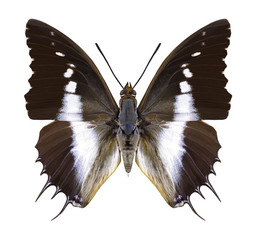 Butterfly Charaxes brutus on a white background