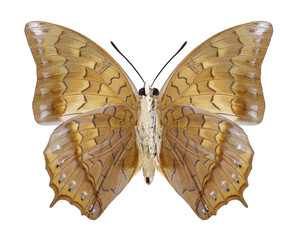 Butterfly Charaxes bernardus (underside) on a white background