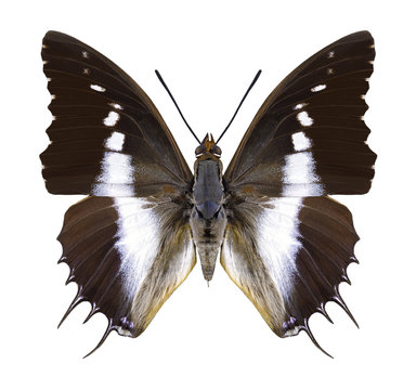 Butterfly Charaxes brutus on a white background