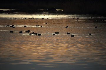 Morgendämmerung am See