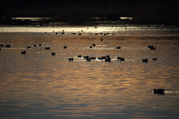 Morgendämmerung am See