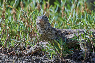 Nile monitor (Varanus niloticus)