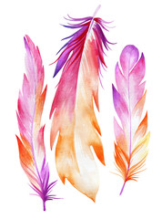 Set of bird feathers. Ease. Watercolor drawing. Natural elements. Shades of pink. Isolated objects on a white background.