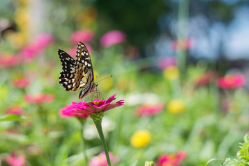  Butterflies in spring