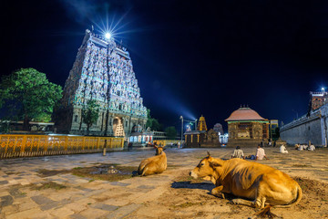 Chidambaram, India - November 14, 2018. Architecture of Nataraja temple night. People and cows in...