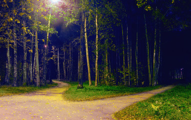 Divergence foot-path in the park at night.
