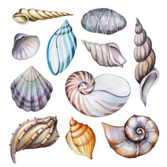 A set of seashells of various shapes. Watercolor drawing. Sea bottom. The inhabitants of the sea. Natural elements. Spirals and curls. Isolated objects on white background.