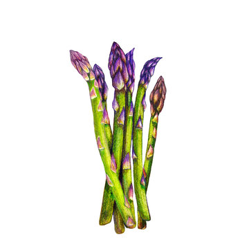 Isolated Illustration Of Hand Drawn Asparagus