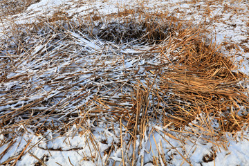 Reed grass in snow
