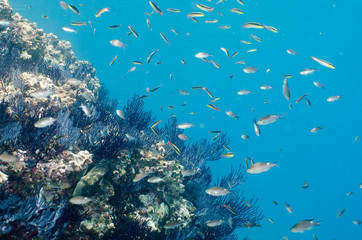Naklejka na ściany i meble Coral reef scenics of the Sea of Cortez. Cabo Pulmo National Park, Baja California Sur, Mexico. The world's aquarium.