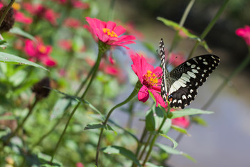 Fototapeta na wymiar Butterflies in spring