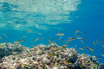 Fototapeta na wymiar Coral reef scenics of the Sea of Cortez. Cabo Pulmo National Park, Baja California Sur, Mexico. The world's aquarium.