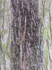 Tree bark