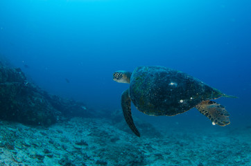 Obraz na płótnie Canvas Sea turtle resting in the reefs of Cabo Pulmo National Park. Baja California Sur,Mexico.