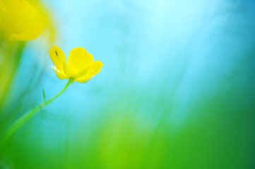 Buttercup (Ranunculus) flowers in the meadow. Selective focus and shallow depth of field.