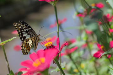 Obraz na płótnie Canvas Butterflies in spring