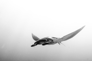 Mantas at the sea of cortez, Mexico.