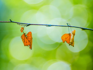 Two dry red leaves on a branch on a natural green forest background.