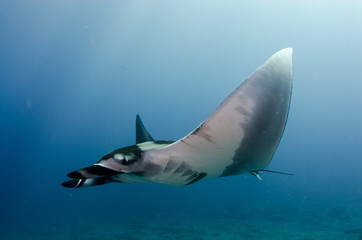 Mantas at the sea of cortez, Mexico.