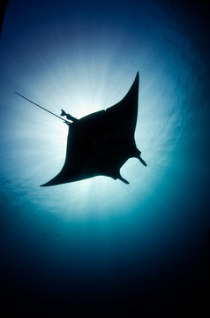 Mantas at the sea of cortez, Mexico.