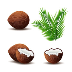 Set of coconut icon, broken coconut and leaf isolated