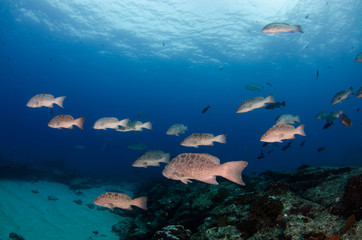 Reef fishes from the sea of cortez, mexico