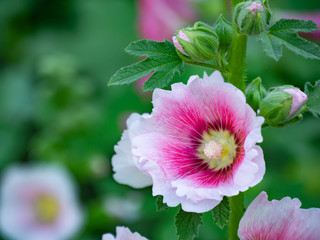 beautiful alcea rosea in garden