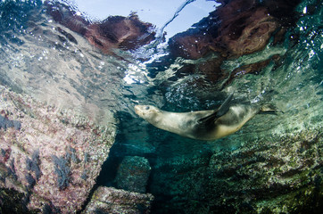 Californian sea lion (Zalophus californianus) swimming and playing in the reefs of los islotes in...