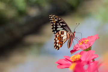 Plakat Butterflies in spring