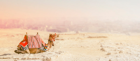 A camel sits on the sand in the desert against the background of a blurred town, with copy space....