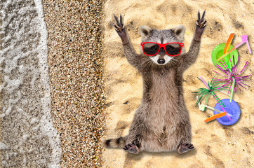 Funny raccoon in sunglasses showing a sign peace lying on the beach