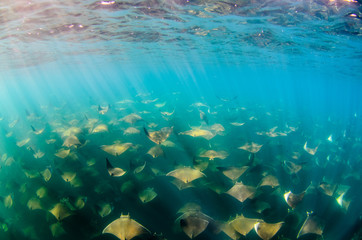 Mobula rays, sea of cortez, mexico