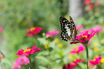 Fototapeta premium Butterflies in spring