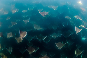 Mobula rays, sea of cortez, mexico