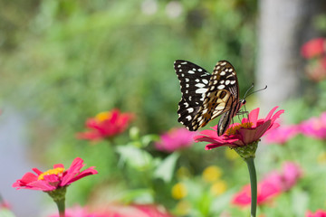 Plakat Butterflies in spring