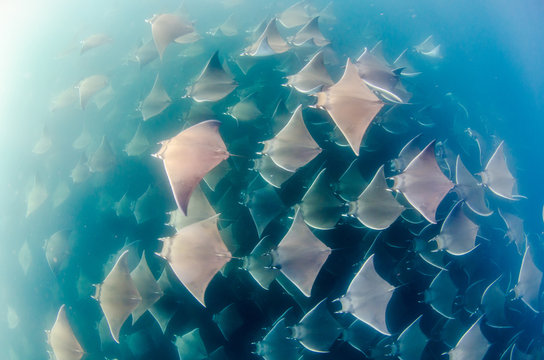Mobula rays, sea of cortez, mexico