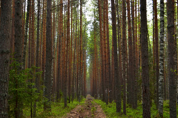 Fototapeta na wymiar Symmetrical photograph of a pine forest with a small groove in the middle, forming a corridor stretching into the distance from the trees. Firebreak