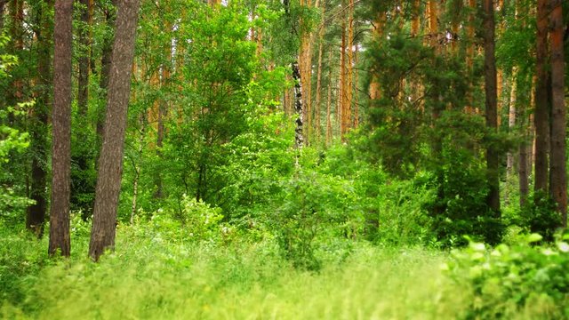Forest landscape. Pine, birch and grass. Windy day