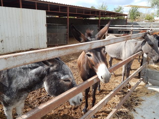 ослики © golisin