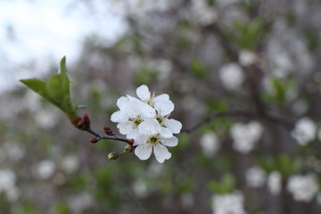 white flowers of a tree